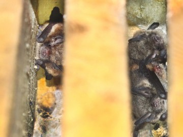 Nocki Brandta (Myotis brandtii), <p>fot. MI</p>